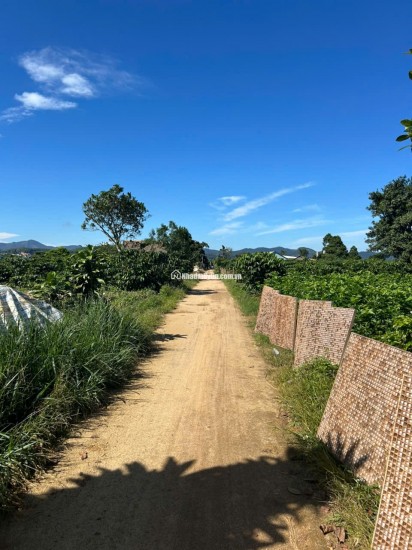 Đất nền nghỉ dưỡng gần Đồi Chè Tâm Châu – Bảo Lộc – giá tốt nhất khu vực chỉ 6  triệu/m²